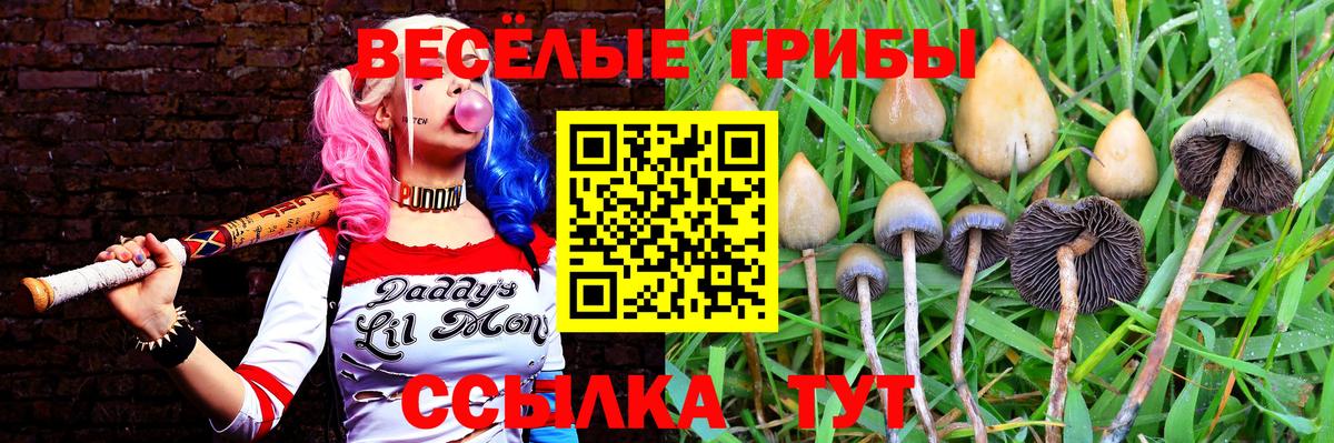 Галлюциногенные грибы мицелий  Псилоцибиновые грибы прущие грибы  Заводоуковск  Вход с VPN 